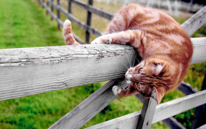 quelle est l odeur que les chats détestent un chat dépasse une clôture