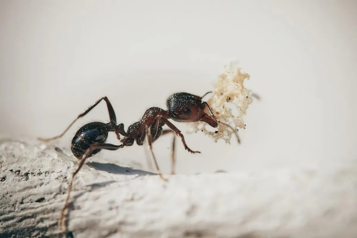 quels produts utiliser pour faire fuir les fourmis