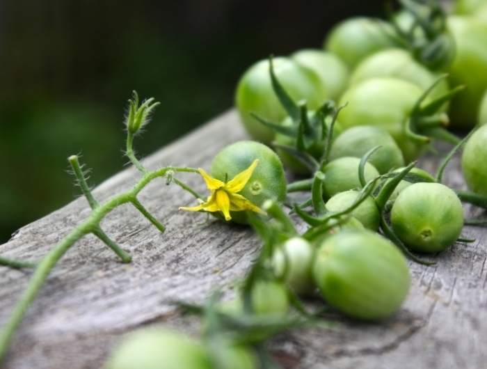 recette tomates vertes cultivation art culinaire récolte tomate mure variété verte
