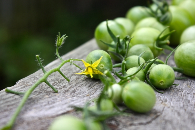 recette tomates vertes cultivation art culinaire récolte tomate mure variété verte