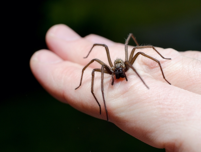 big scary spider on hand