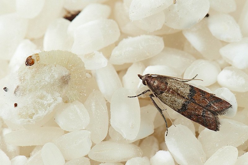 grandma's remedy for rice moths