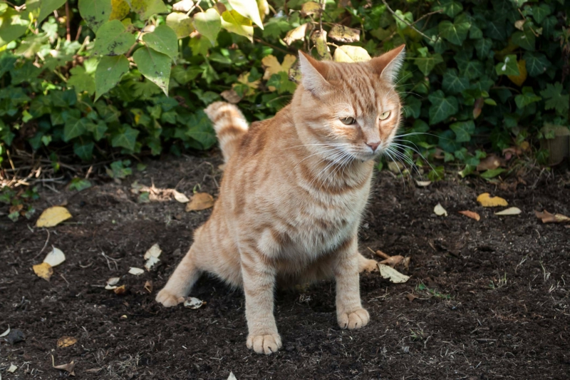 repulsif chat jardin un chat qui faire pipi dans le jardin