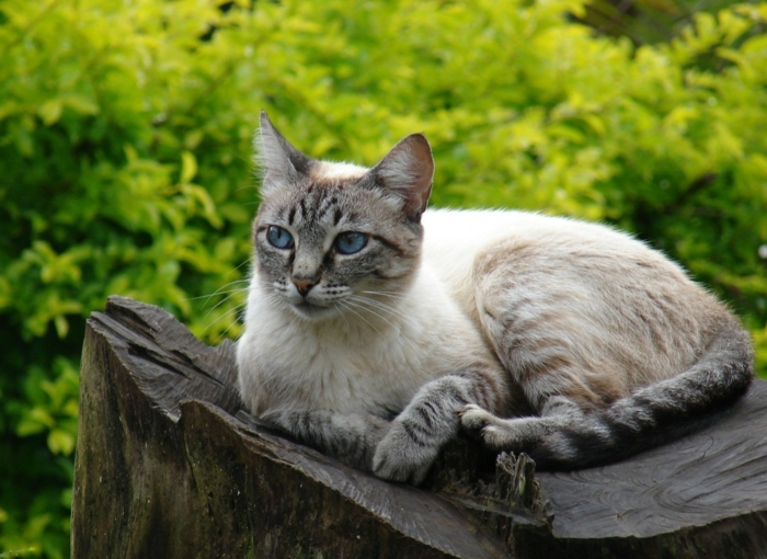 repulsif naturel chat un chat dans le jardin
