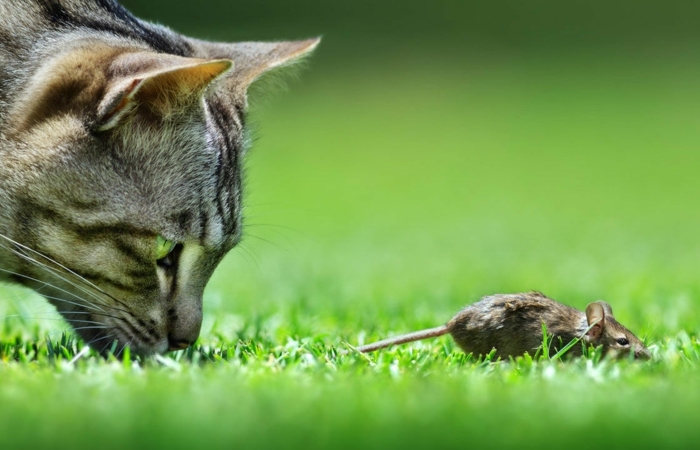 répulsif pour chat un chat gris qui chasse un souris