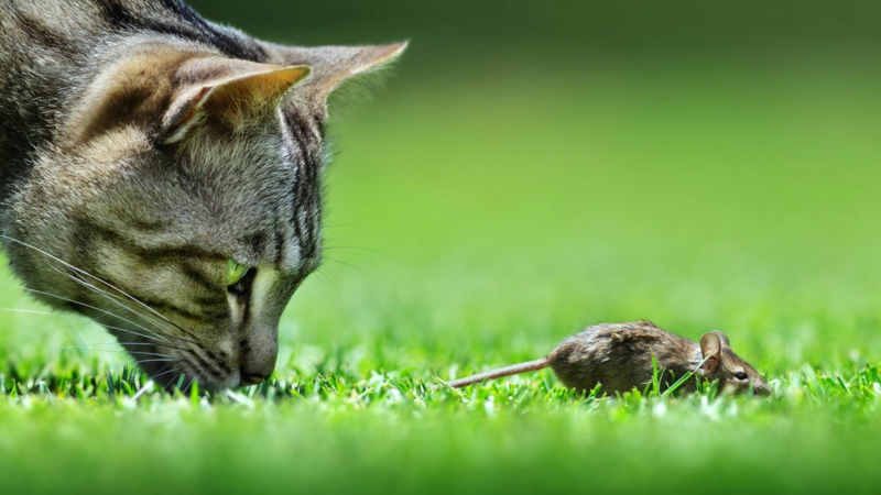 répulsif pour chat un chat gris qui chasse un souris