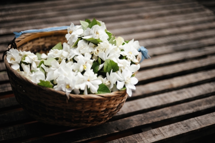 support pour jasmin étoilé fleurs blanches du jasmin