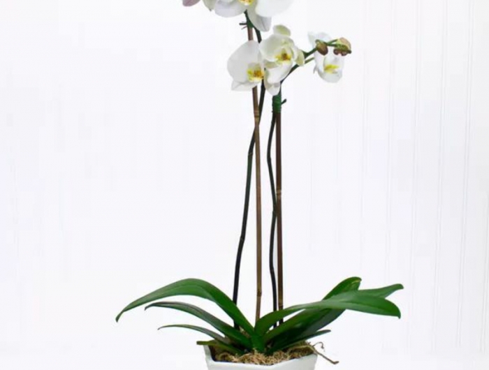 taille orchidée une orchidée qui possède deux tiges