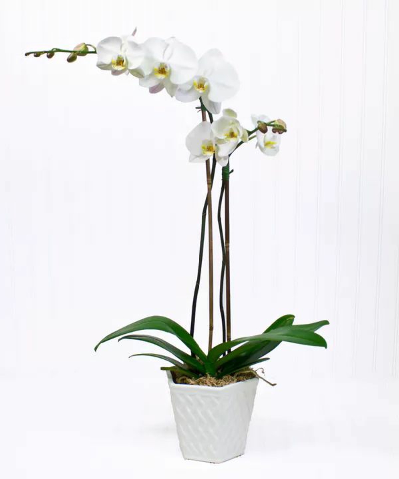 taille orchidée une orchidée qui possède deux tiges