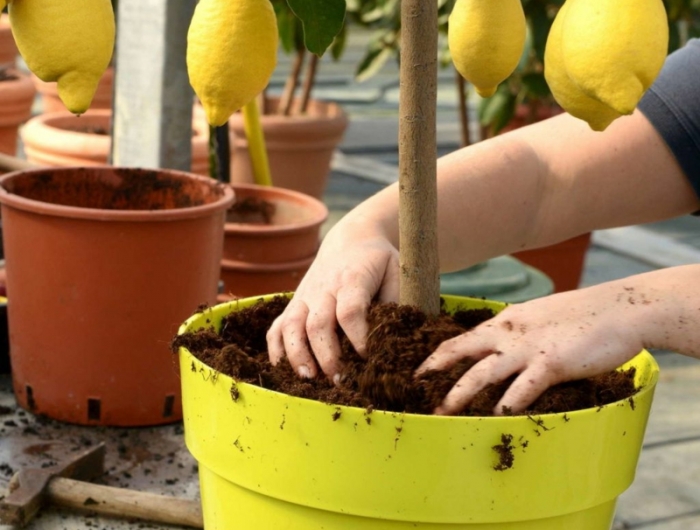 terreau pour citronnier un enfant qui plante un citronnier en pot