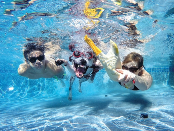 tour de piscine une famille et son chien qui plongent dans la piscine