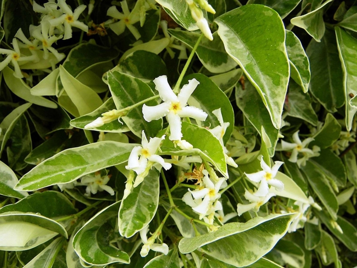 trachelospermum jasminoide jasmin étoilé grimpant avec des feuilles vertes et blanches