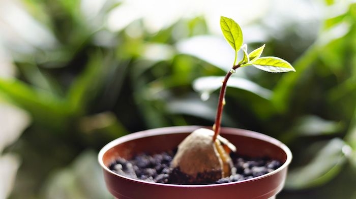 young fresh avocado sprout leaves grows how to grow an avocado from a seed ss featured