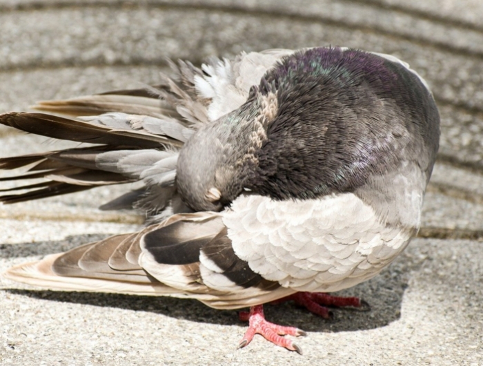 anti pigeon un pigeon qui nettoie ses plumes sur le toit