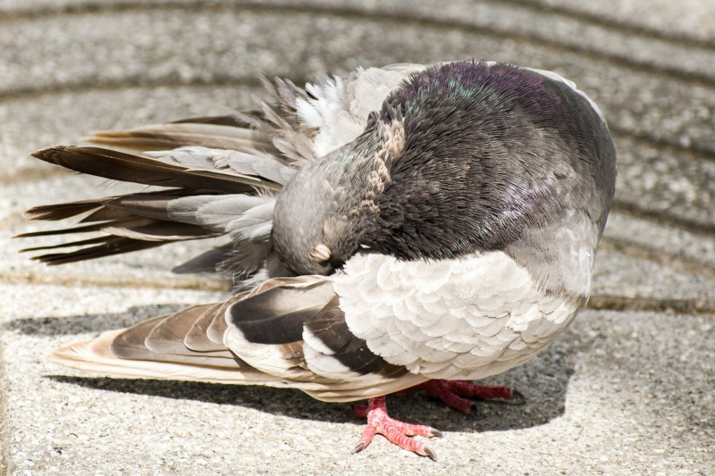 La solution pour éloigner les pigeons du balcon sans leur nuire