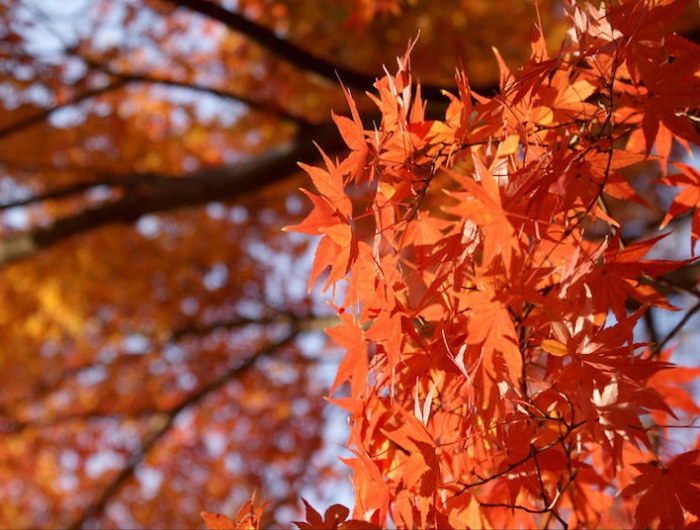arbre à feuilles rouges un beau paysage automnal