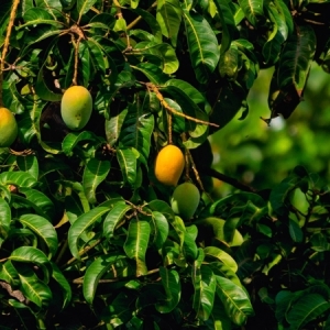 Planter un noyau de mangue : les secrets pour faire pousser l'arbre tropical chez soi