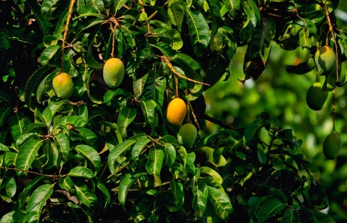 arbre exotique fruit tropical comment planter une mangue