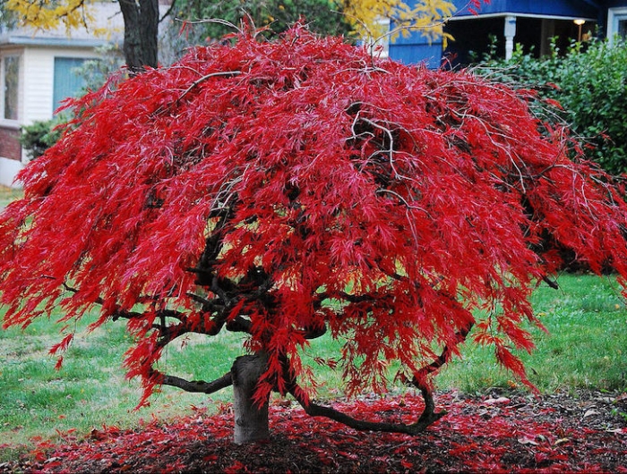 arbre feuille rouge plante d extérieur arable rouge