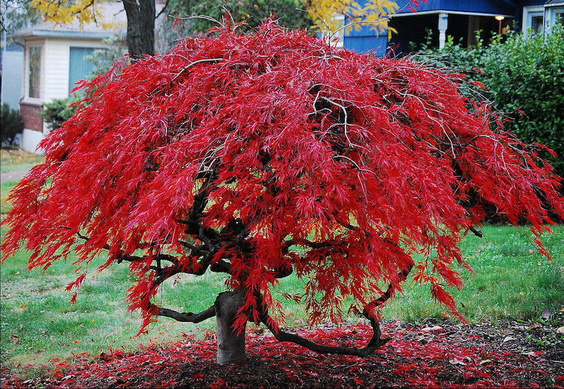 arbre feuille rouge plante d extérieur arable rouge