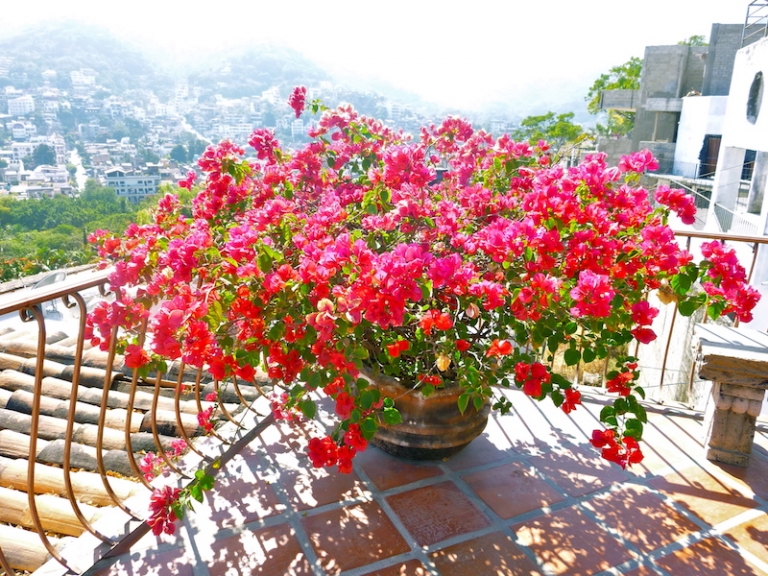 Guide pour bien cultiver et entretenir un bougainvillier en pot