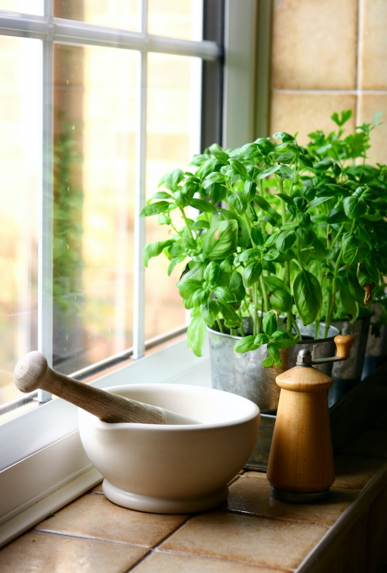 Basilic en pot nos conseils et astuces comment le cultiver Archzine.fr