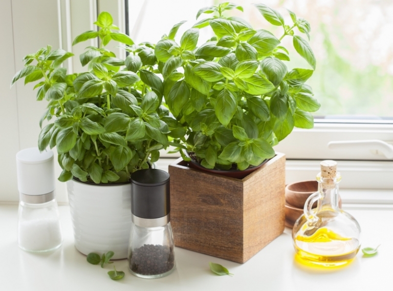Culture du Basilic en pot nos conseils et astuces pour avoir de quoi aromatiser vos plats