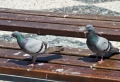 Comment faire fuir les pigeons – nous avons trouvé la solution !
