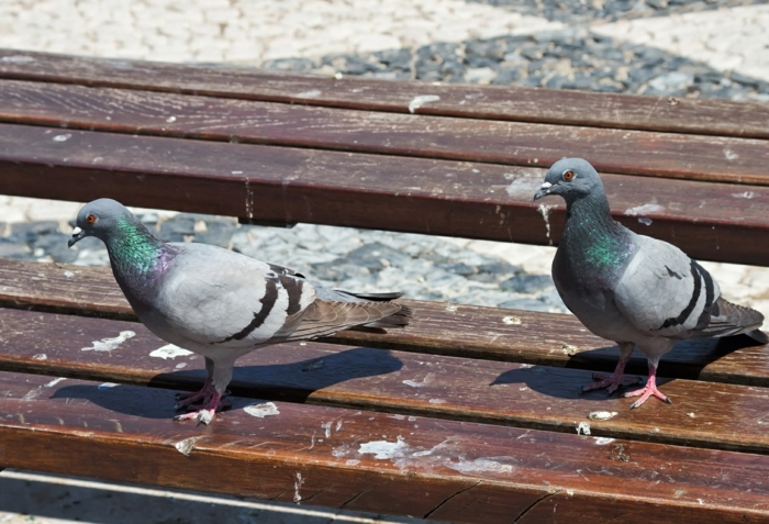 pigeon’s on a park bench