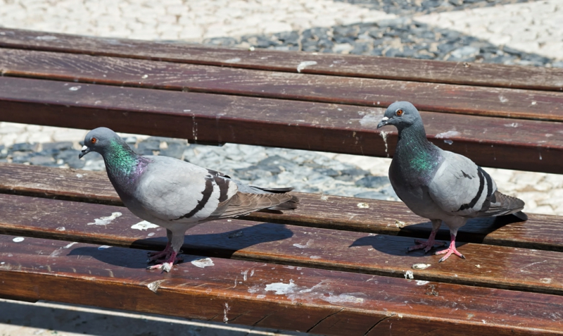 pigeon’s on a park bench