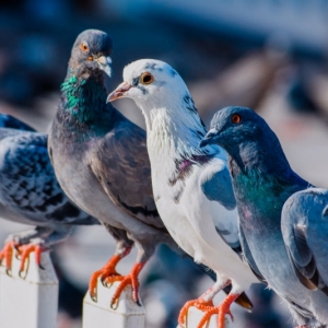 Comment faire fuir les pigeons - nous avons trouvé la solution !