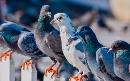 comment faire fuir les pigeons plusieurs pigeons sur la clôture