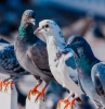 comment faire fuir les pigeons plusieurs pigeons sur la clôture