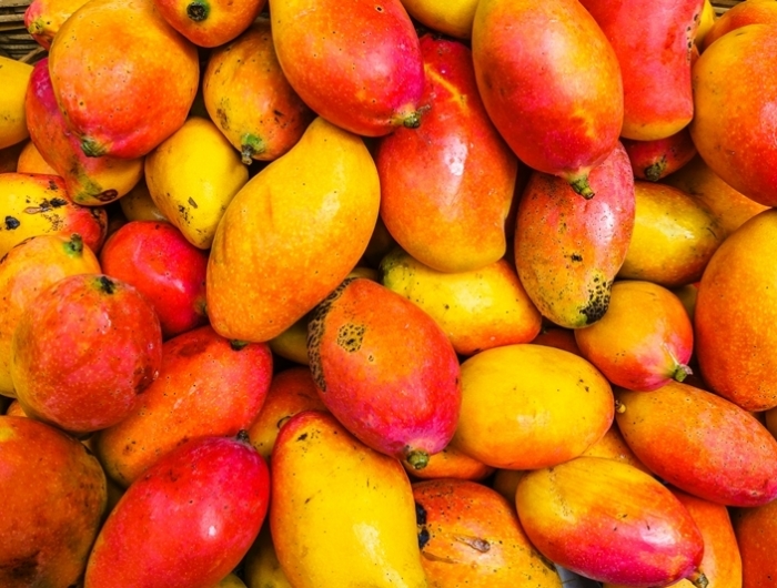 comment faire pousser un noyau de mangue