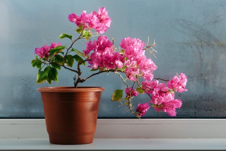 Bougainvillier en pot tout ce qu