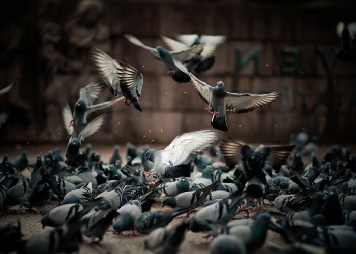 comment éloigner les pigeons beaucoup de pigeons sur la place