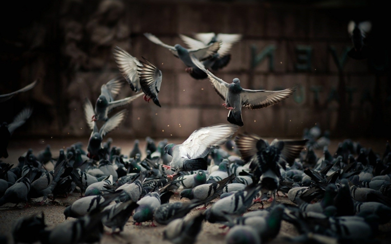 comment éloigner les pigeons beaucoup de pigeons sur la place