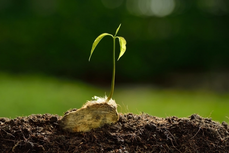 Planter un noyau de mangue les secrets pour faire pousser l'arbre — free download