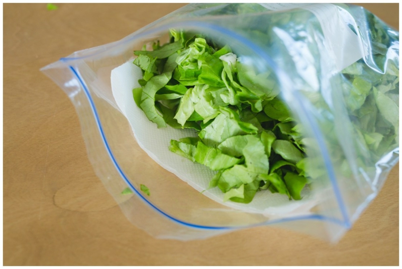conserver salade laitue dans un récipient en plastique