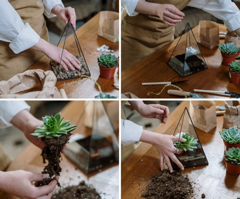 créer un mini jardin de plantes grasses sol succulente contenant verre