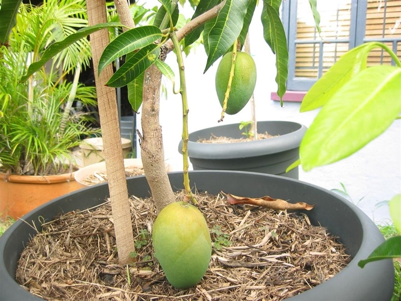 cultivation manguier en pot sol humide feuilles vertes