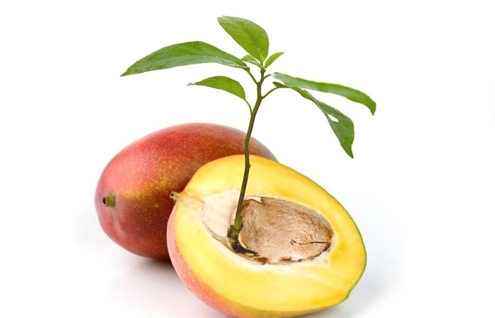 dans quel sens planter un noyau de mangue