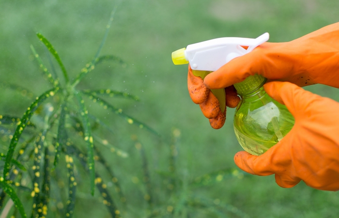 désherbant vinaigre blanc utilisé dans le jardin pour enlever les mauvaises herbes