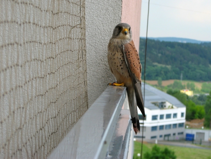 free image/jpeg resolution: 2515x1832, file size: 1.1mb, bird predator on the balcony