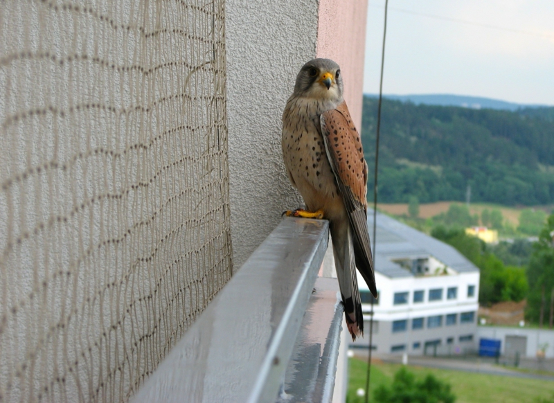 Faire fuir les oiseaux d'un balcon 