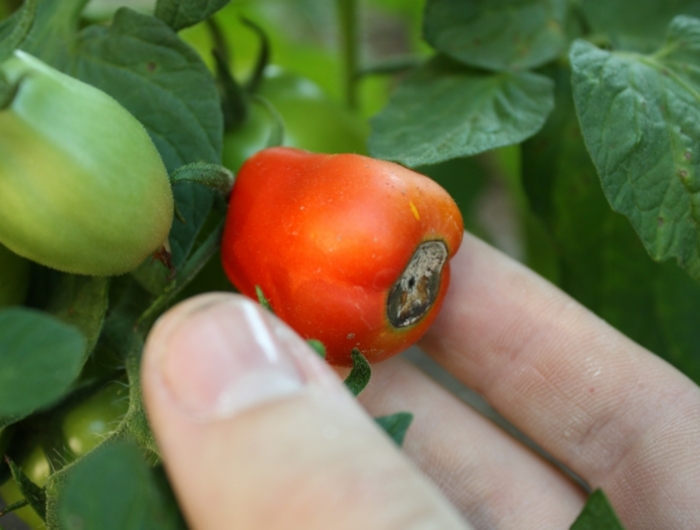 engrais naturel pour tomates une tomate noircie
