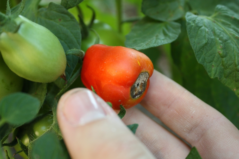 engrais naturel pour tomates une tomate noircie
