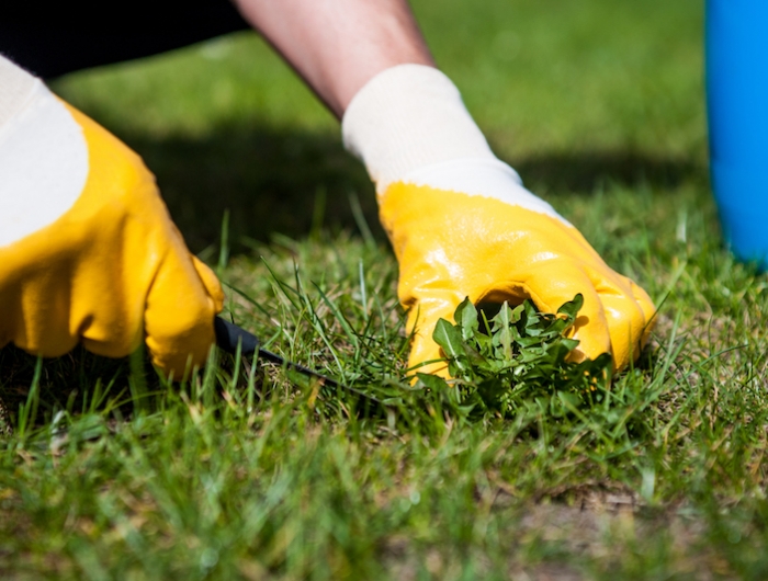 man removes weeds from the lawn