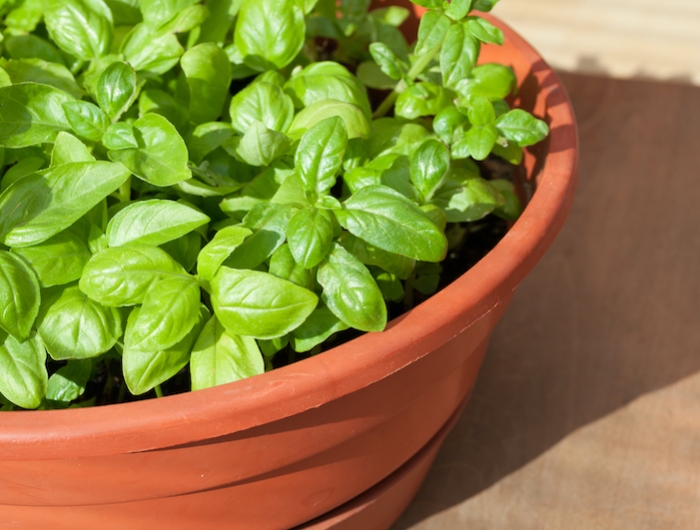 potted basil