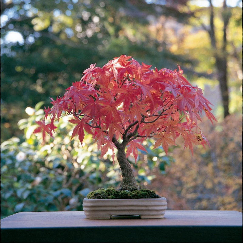 erable du japon en pot bonsaï a feuilles rouges